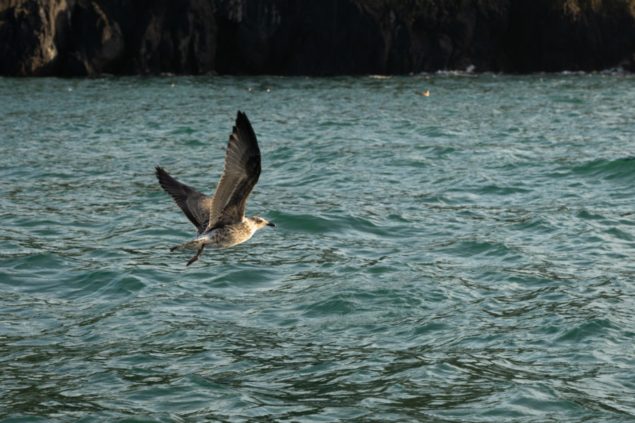 Mouette vers l'île de Skomer, péninsule de Marloes