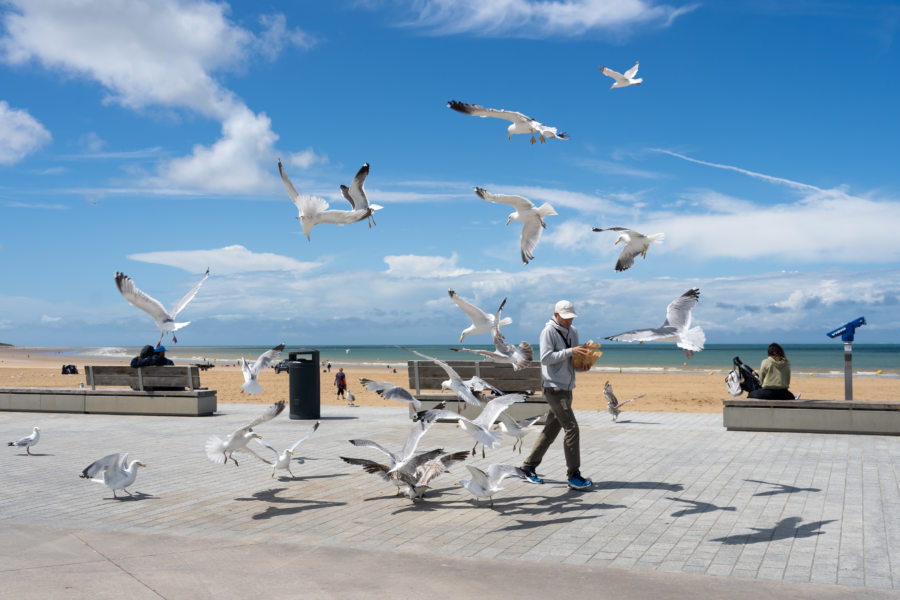 Mouettes affamées sur la plage de Calais