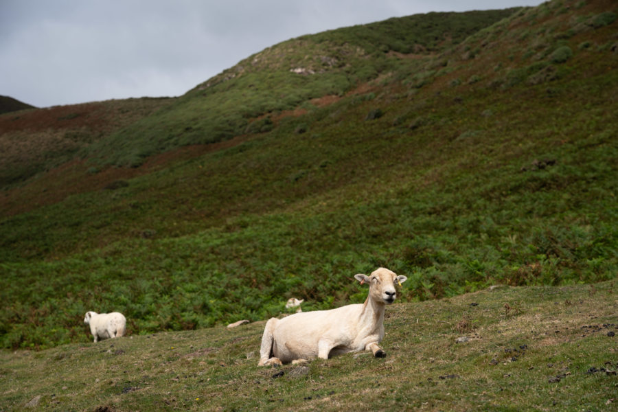 Moutons gallois à Rhossili, péninsule de Gower, Pays de Galles