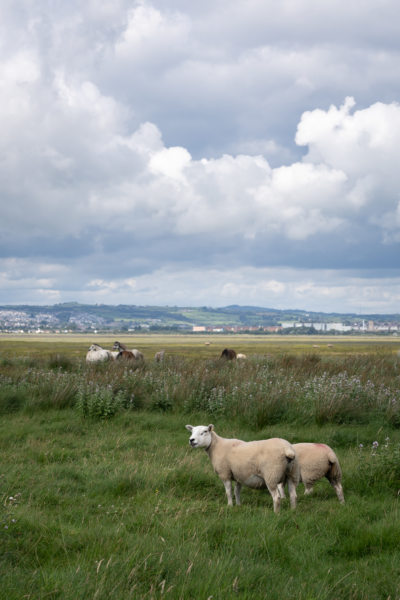 Moutons au Pays de Galles, péninsule de Gower