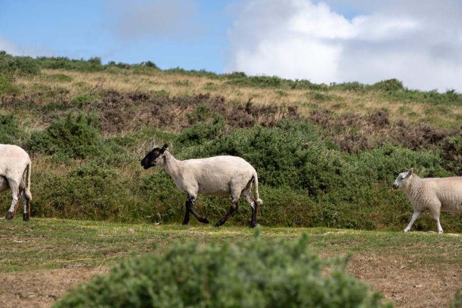 Moutons au Pays de Galles sur la péninsule de Gower
