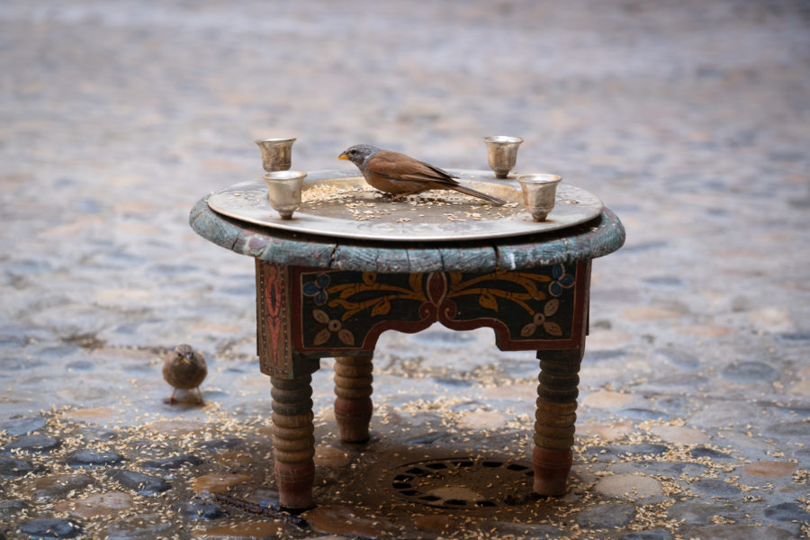 Moineau sur une belle table