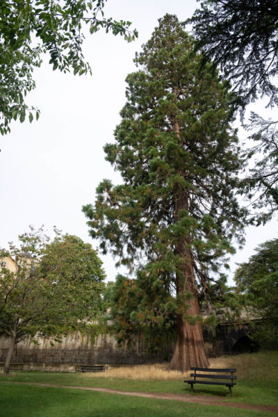 Parc de Bath : Sydney gardens