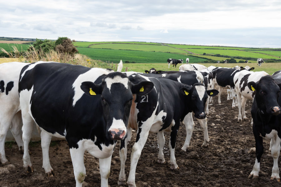 Vaches au Pays de Galles