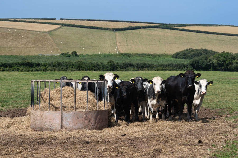 Vaches sur la péninsule de Marloes au Pays de Galles