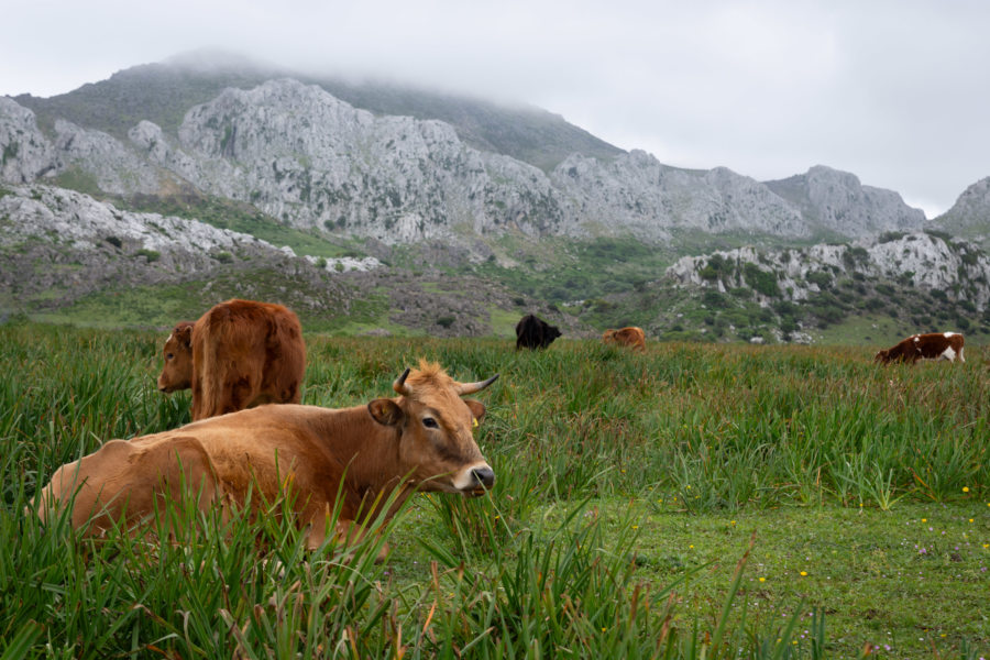 Vaches sur le Monte Blanco au Maroc près de Tetouan