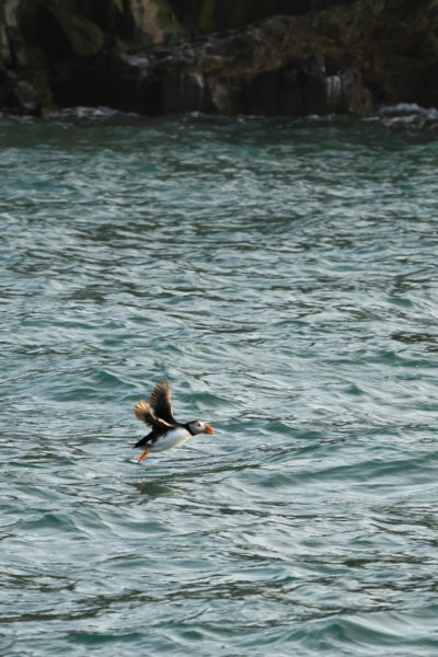 Vol de macareux puffin, île de Skomer