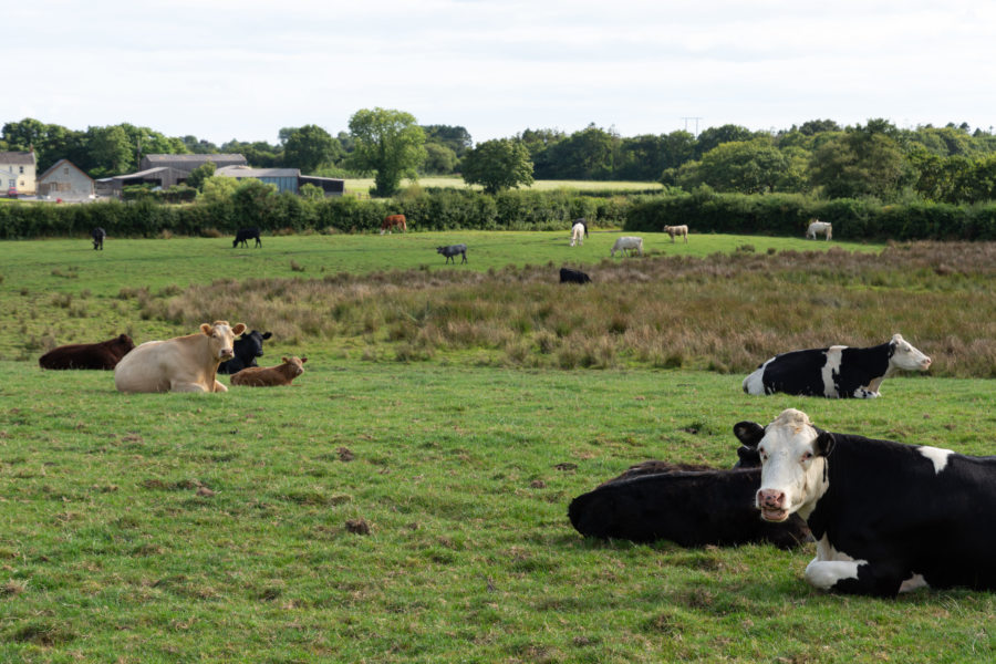 Voyage à vélo au Pays de Galles parmi les vaches