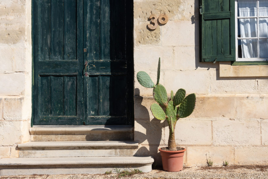 Cactus sur l'île de Minorque