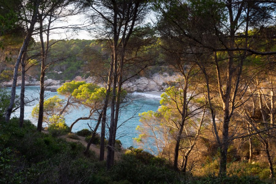 Crique de Cala Mitjana à travers les pins