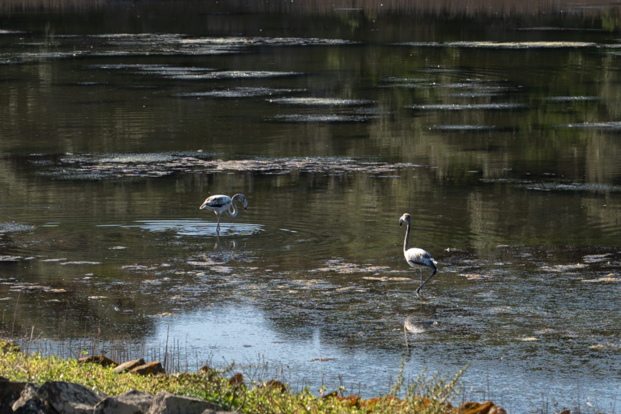 Flamants roses à Es Grau, île de Minorque