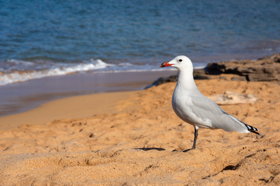 Mouette sur la plage de Cala del Pilar