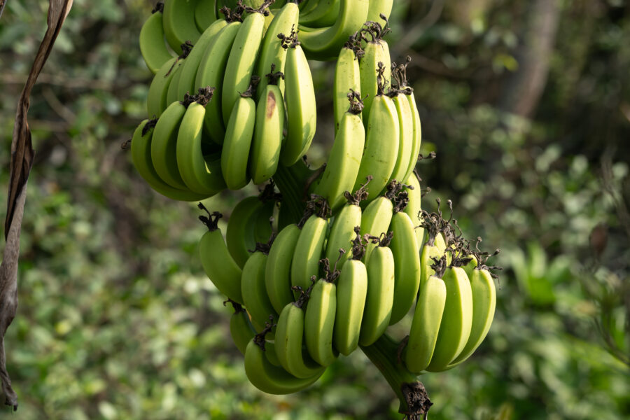 Bananiers sur An Binh, l'île fertile