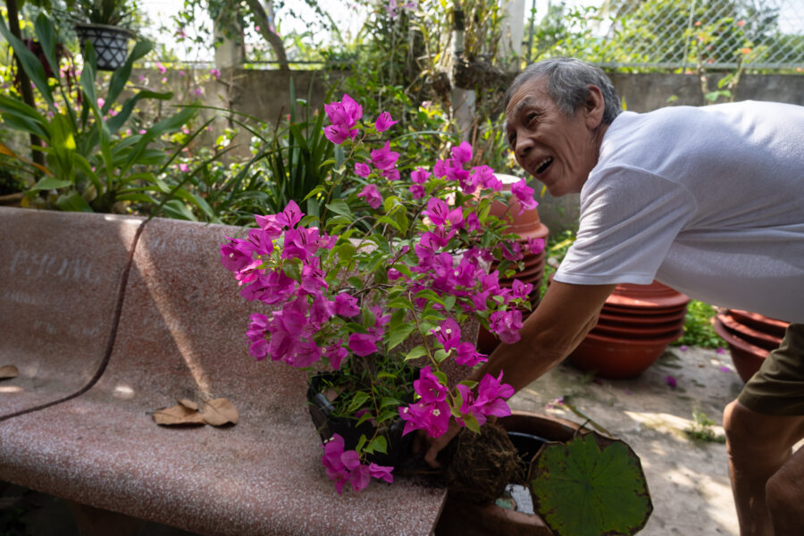 Bougainvilliers sur l'île d'An Binh dans le delta du Mékong