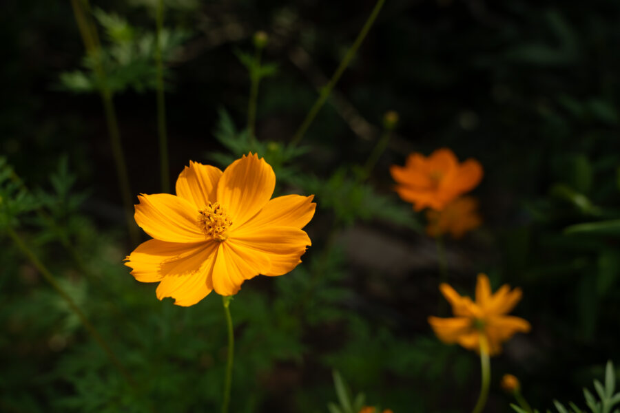 Cosmos sulfureux jaune, delta du Mékong, Vietnam