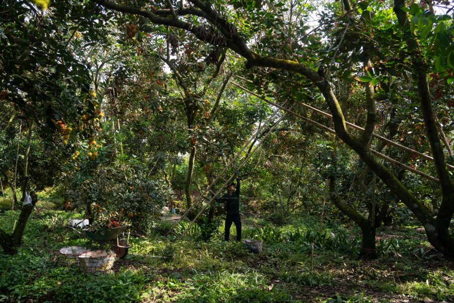 Cueillette des ramboutans sur l'île d'An Binh, delta du Mékong