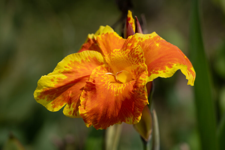 Fleur canna tropicanna, voyage au Vietnam dans le delta du Mékong