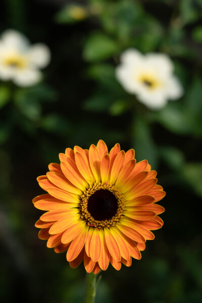 Fleur gerbera, voyage dans le delta du Mékong