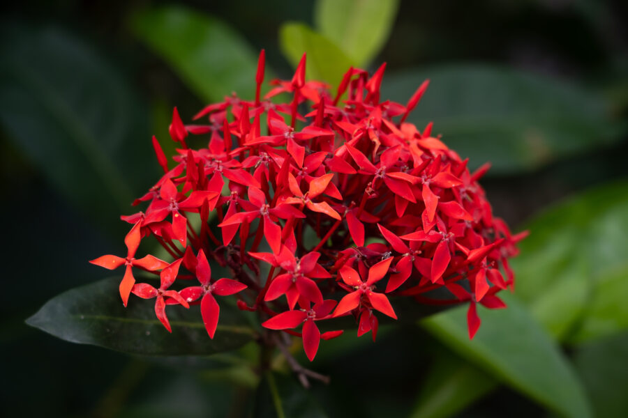 Fleur ixora sur l'île fertile d'An Binh, voyage au Vietnam