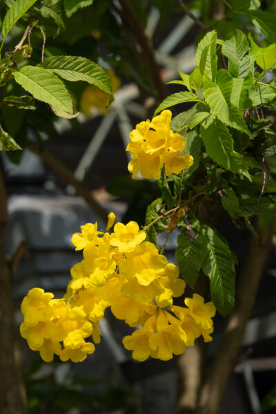 Fleur trompette d'or, Mékong, Vietnam