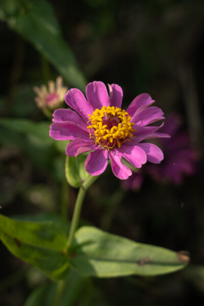 Fleur zinnia sur l'île d'An Binh, voyage à Vinh Long