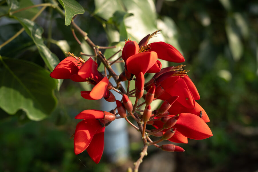 Fleur erythrine, végétation du Mékong au Vietnam