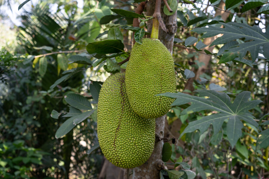 Fruits du jacquier sur l'île d'An Binh, Mekong