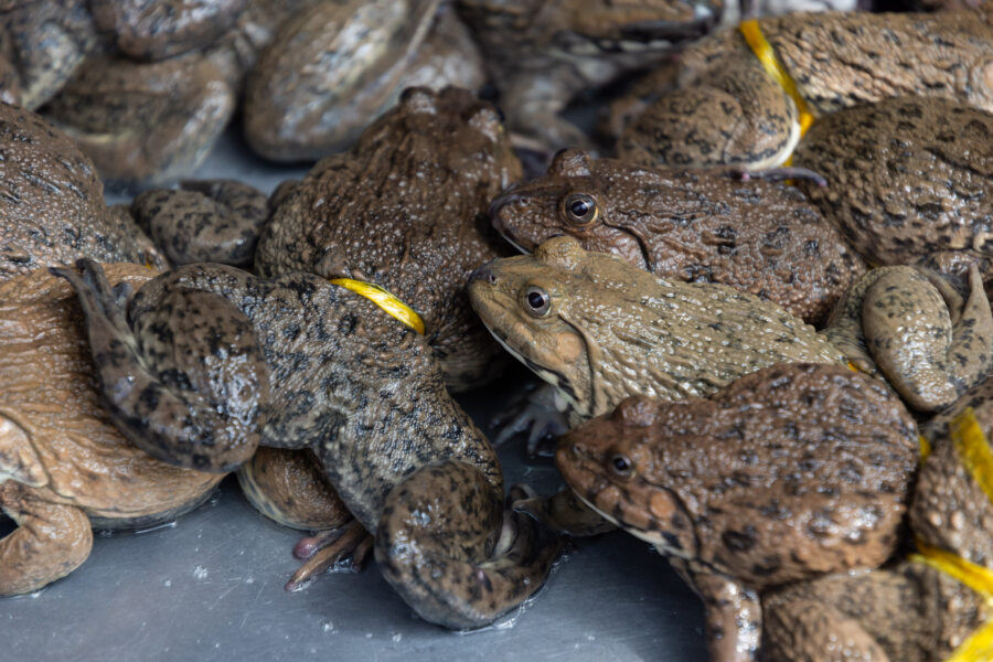 Grenouilles au marché dans le delta du Mékong