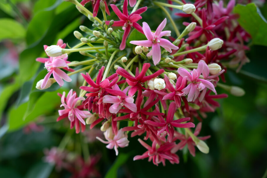 Jasmins rangoun, fleurs du Mékong à Can Tho