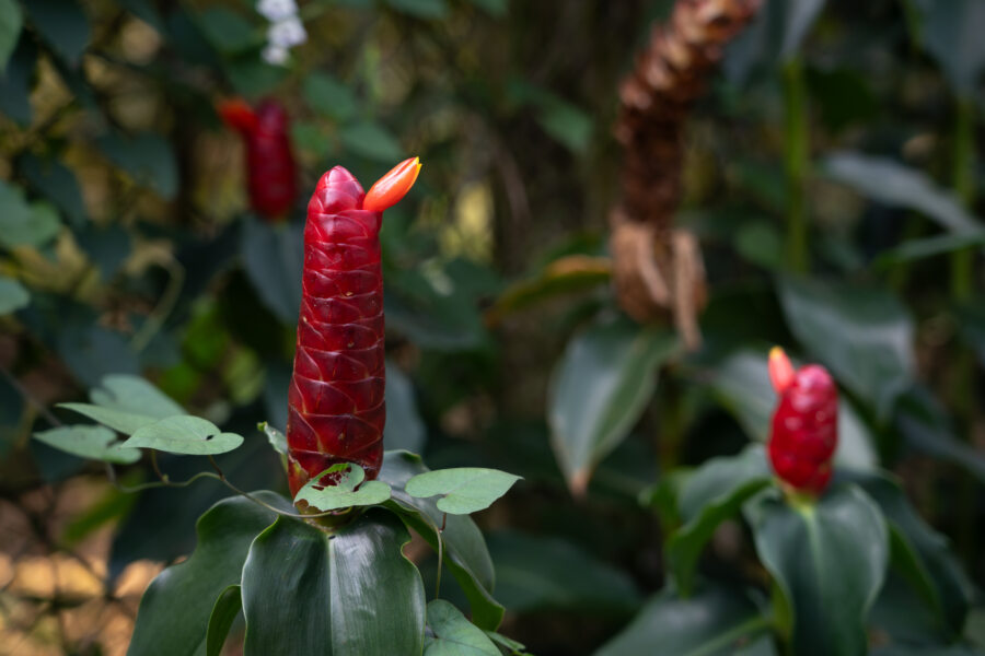 Plante costus dans le delta du Mékong au Vietnam