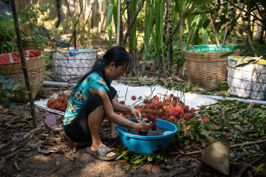 Tri des ramboutans sur l'île d'An Binh au Mékong