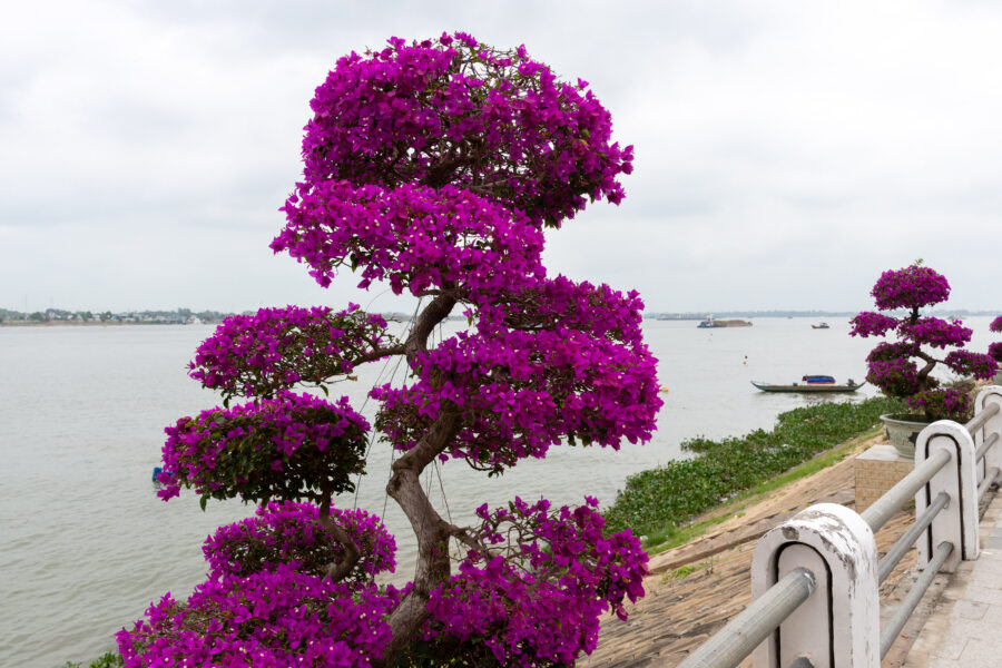 Bougainvilliers le long du Mékong à Tan Chau