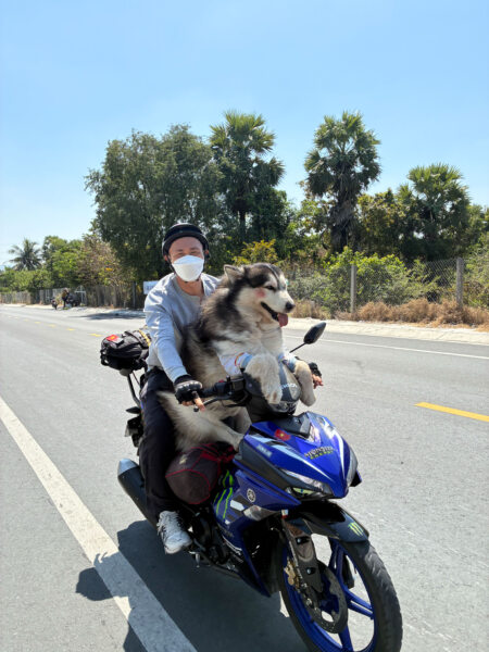 Chien au volant d'un scooter au Vietnam