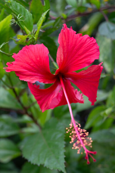 Fleur d'hibiscus, village Cham dans le delta du Mékong