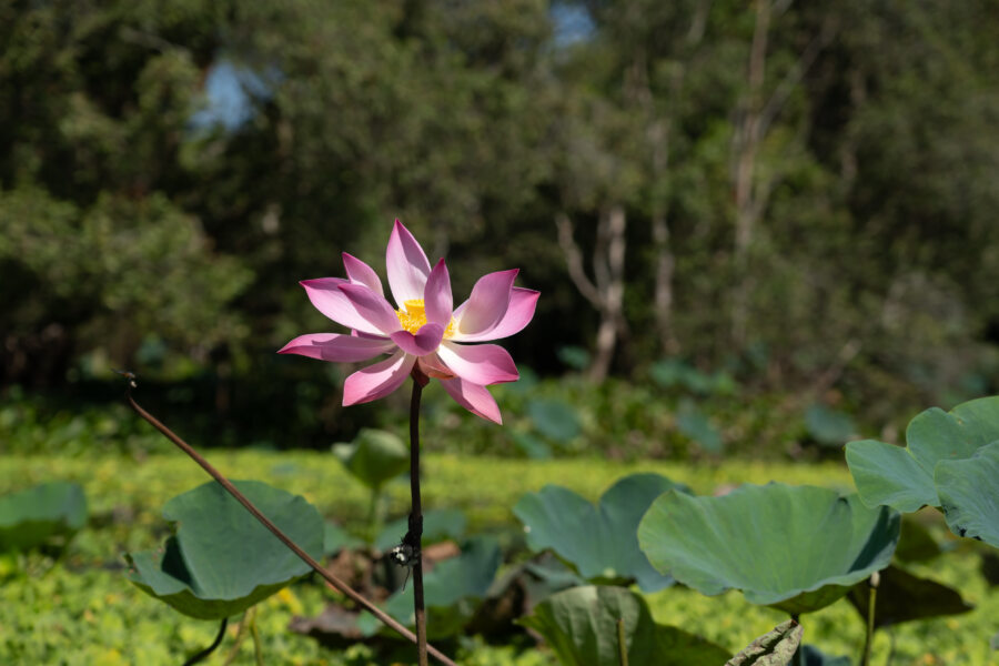 Fleur de lotus, forêt de Tra Su Cajuput