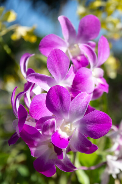 Fleurs d'orchidée au Vietnam