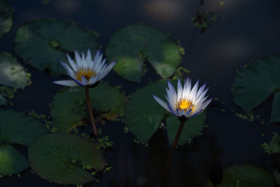 Fleurs de lotus, nénuphars, forêt de Tra Su Cajuput