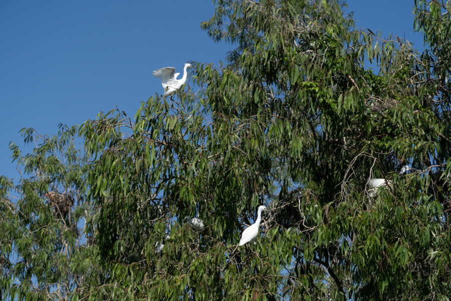 Oiseaux dans un arbre, forêt de Tra Su Cajuput au Vietnam