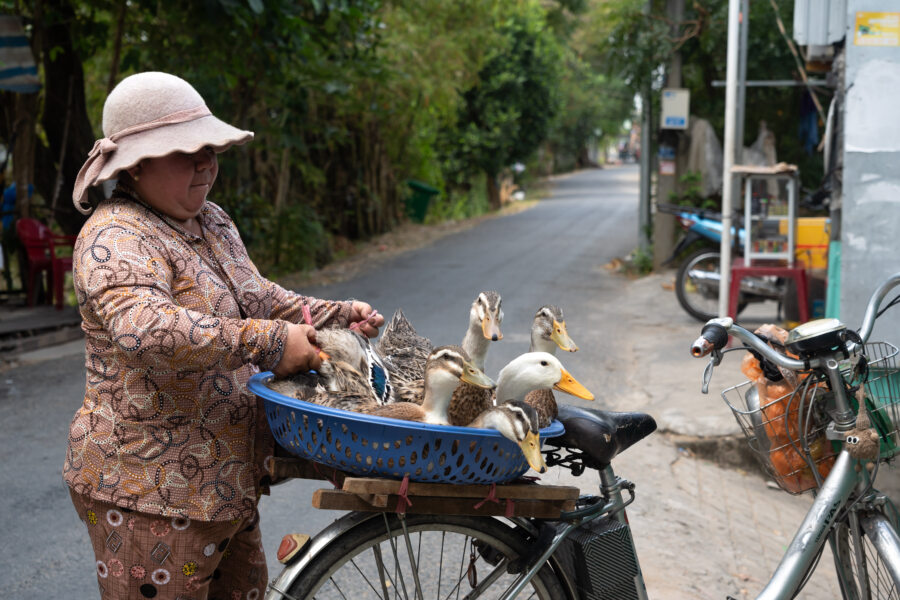 Oies sur un vélo, village Lan Cham, delta du Mékong