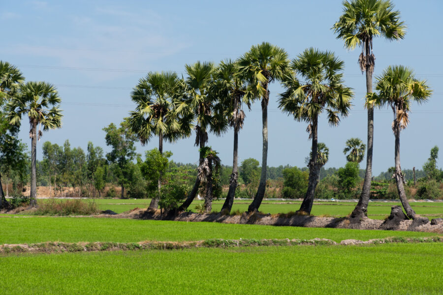 Palmiers à sucre et rizières, delta du Mékong près de Chau Doc