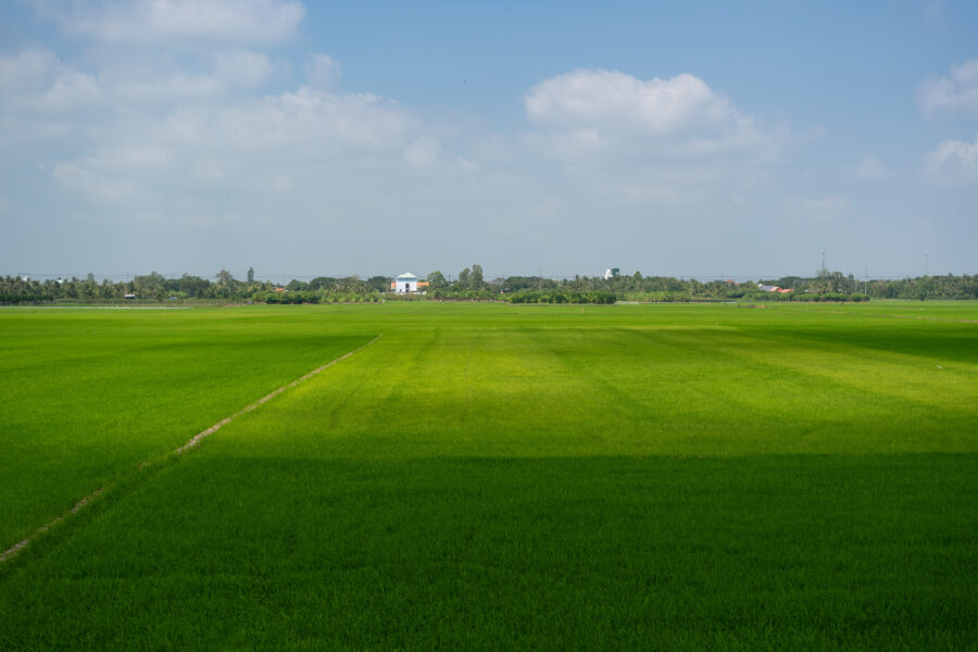 Rizières d'An Giang entre Tan Chau et Chau Doc