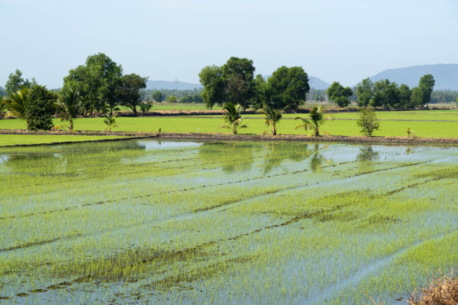 Rizières dans le delta du Mékong près de la forêt de Tra Su Cajuput