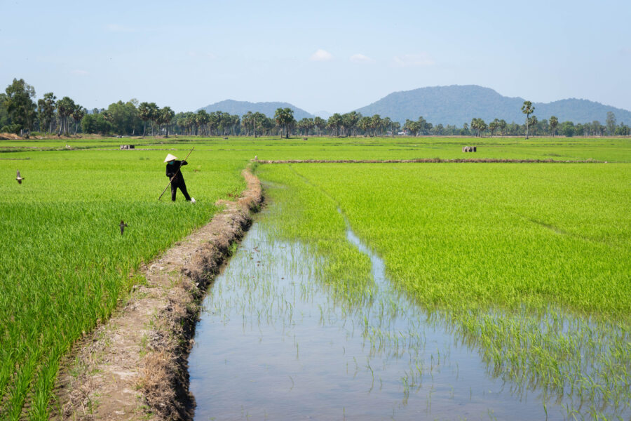 Rizières au Vietnam, An Giang, Mekong